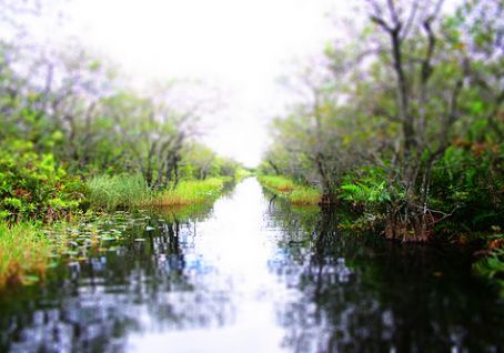Everglades (Foto - eko.Dnevnik)